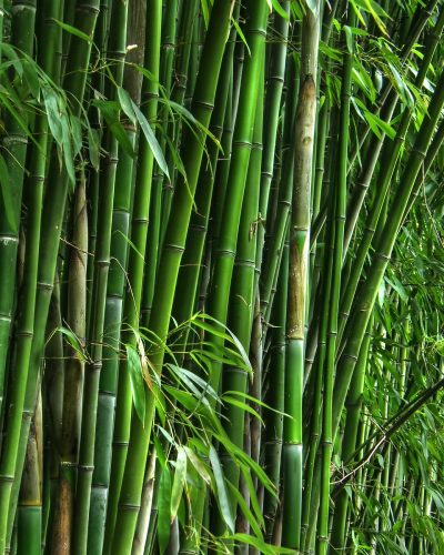 Assamese Bamboo